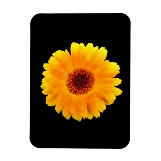 Imán Calendula Officinalis (Vertical)