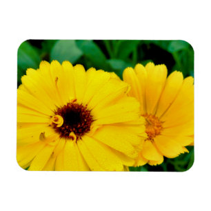 Imán Calendula Officinalis