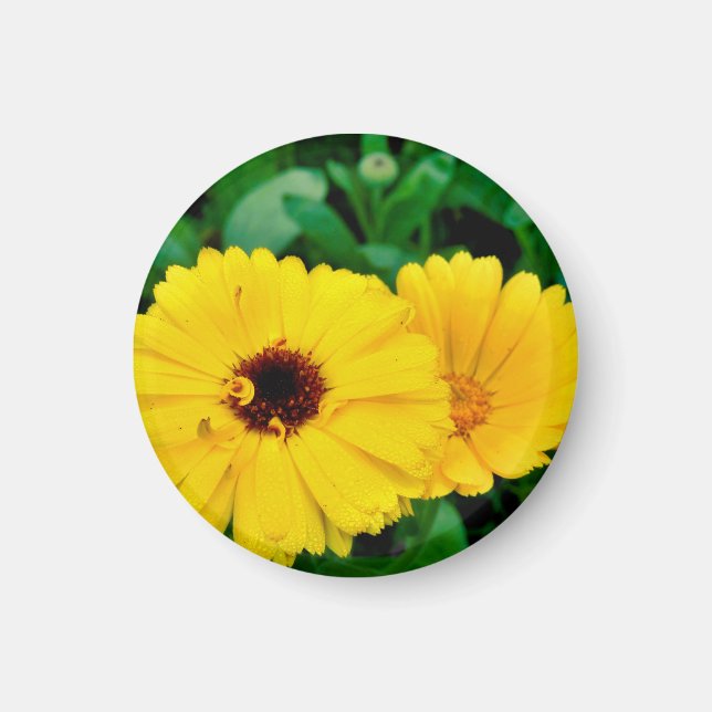Imán Calendula Officinalis Magnet (Frente)
