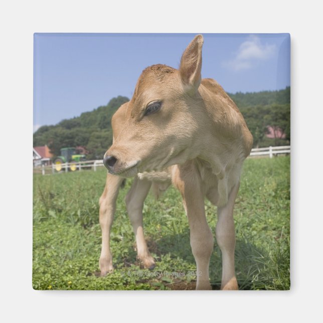 Imán Calf de pie (Frente)