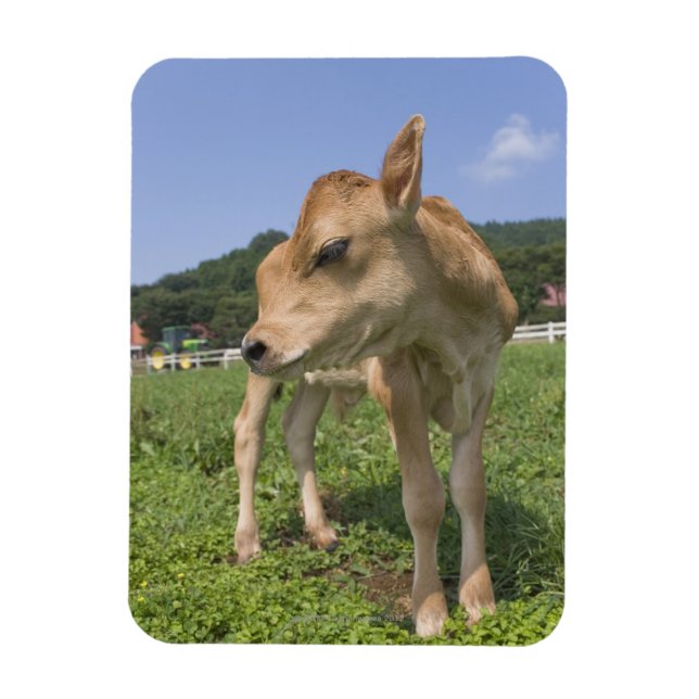 Imán Calf de pie (Vertical)