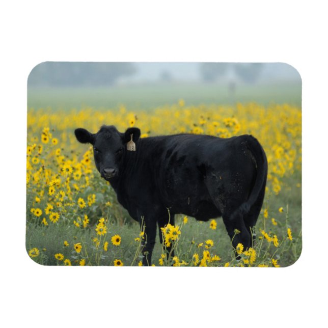 Imán Calf negro en un campo de girasoles (Horizontal)
