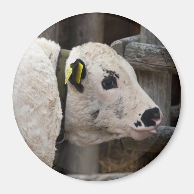 Imán Calf Pustertal Pied (Frente)