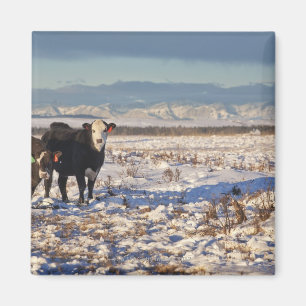 Imán calgario, alberta, canadá