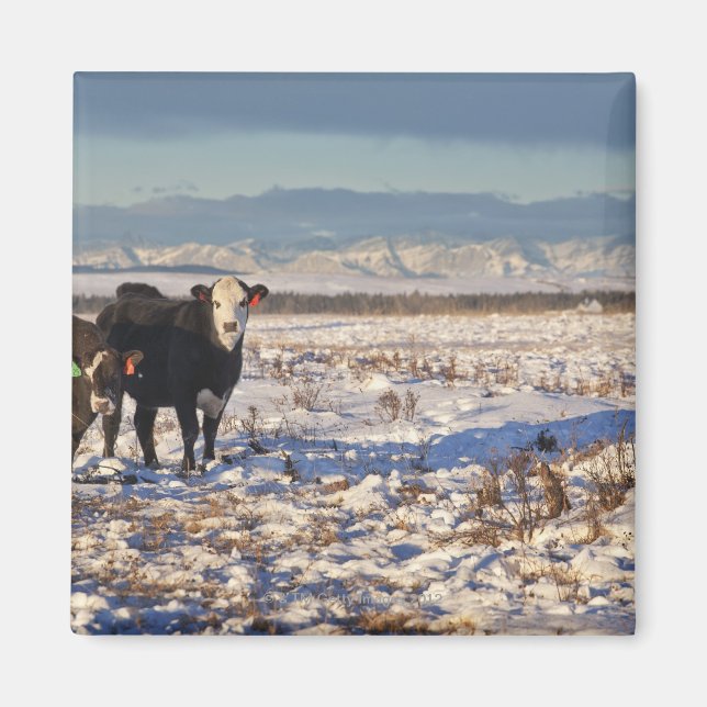 Imán calgario, alberta, canadá (Frente)