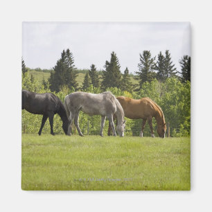 Imán Calgary, Alberta (Canadá)