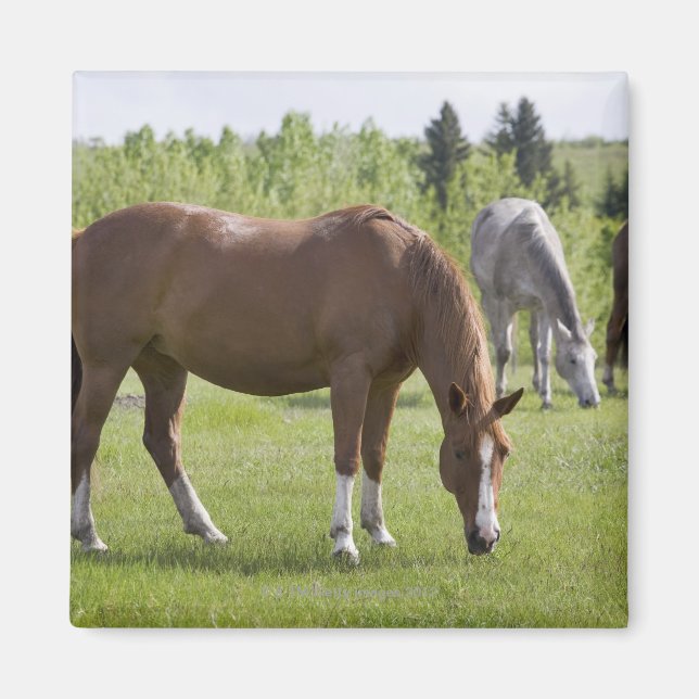 Imán Calgary, Alberta, Canadá 2 (Frente)