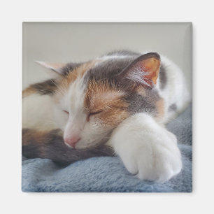 Imán Calico cat