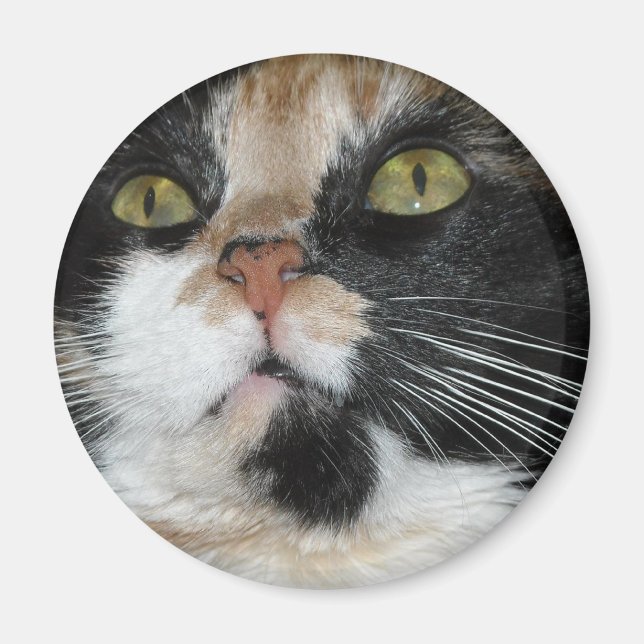 Imán Calico Cat (Frente)