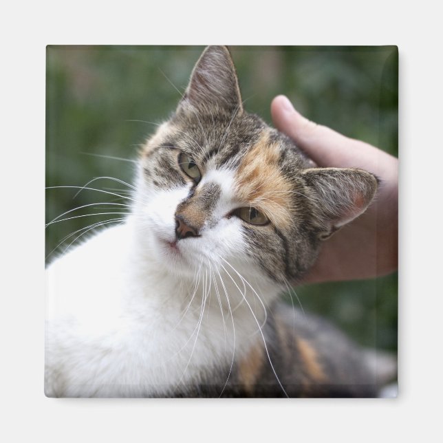 Imán Calico Disfruta De Un Golpe (Frente)