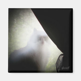 Imán Calico Ghost Cat de djoneill