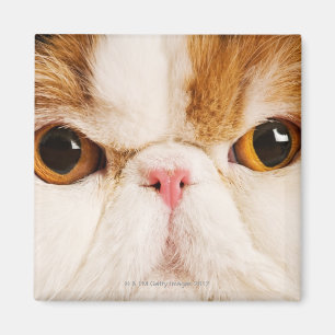 Imán Calico Harlequin Persian