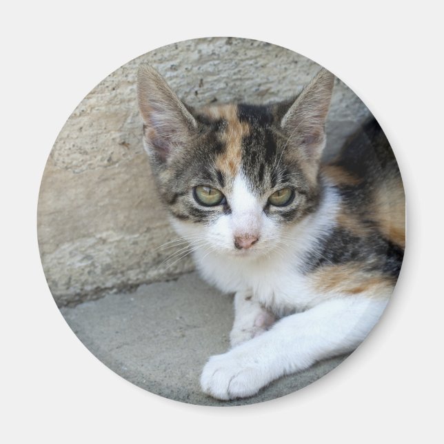 Imán Calico Kitten (Frente)