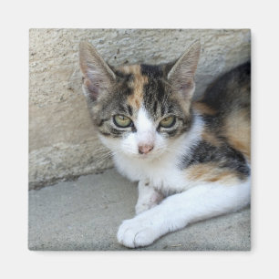 Imán Calico Kitten