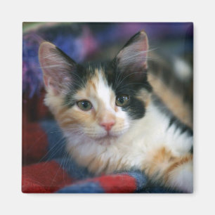 Imán Calico Kitten, Plotting