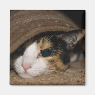 Imán Calico Taco