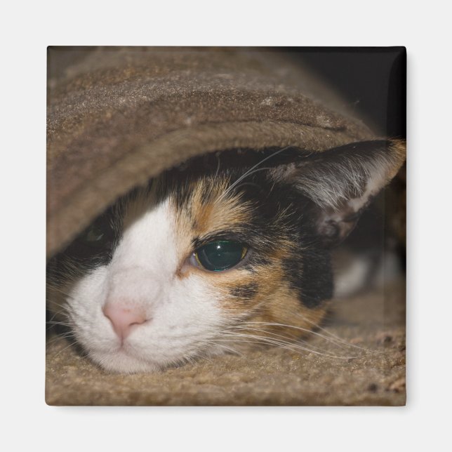 Imán Calico Taco (Frente)