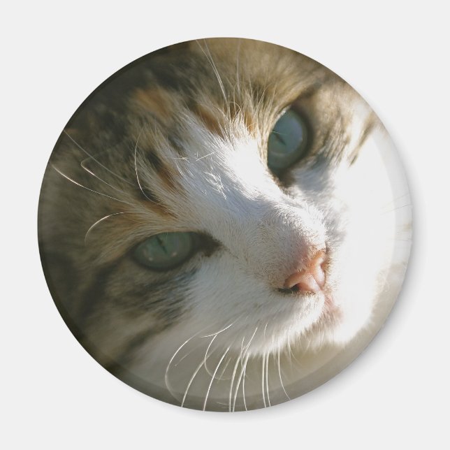 Imán Calico Tiger Cat (Frente)