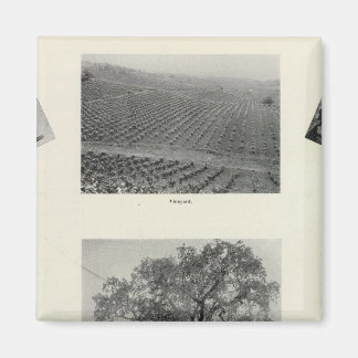 Imán California 4