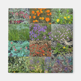 Imán California Colors 2020