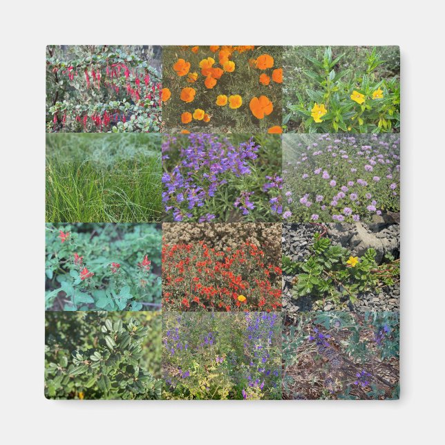 Imán California Colors 2020 (Frente)