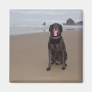 Imán California, Estados Unidos