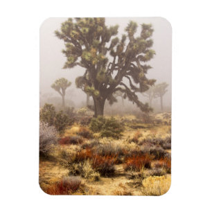 Imán California: Monumento Nacional Joshua Tree,