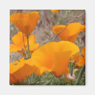 Imán California Poppies Magnet
