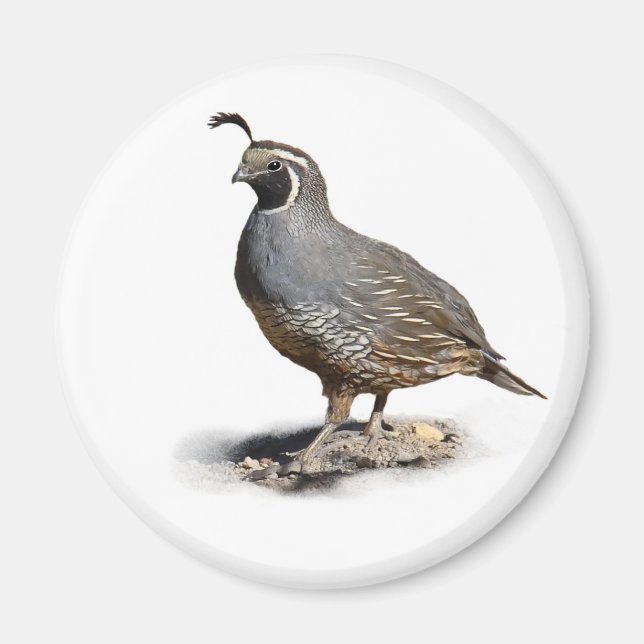 IMÁN CALIFORNIA QUAIL (Frente)