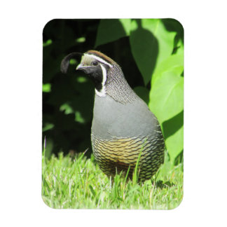 Imán California Quail In Sunshine Magnet
