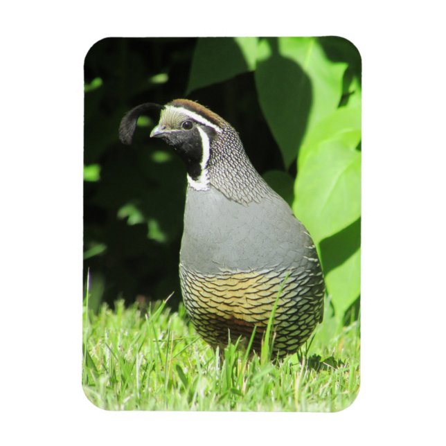 Imán California Quail In Sunshine Magnet (Vertical)
