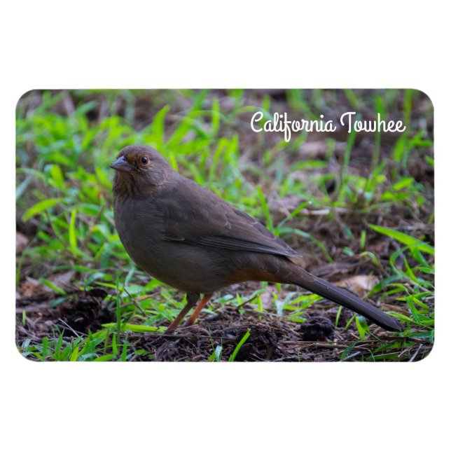Imán California Towhee (Horizontal)