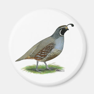 Imán California Valley Quail