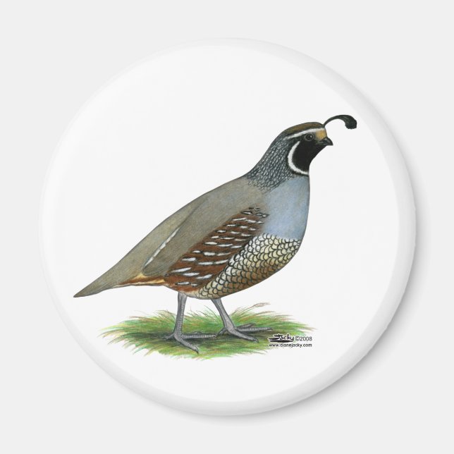 Imán California Valley Quail (Frente)