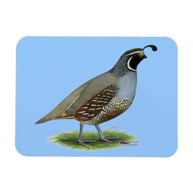 Imán California Valley Quail (Horizontal)
