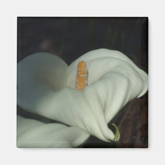 Imán Calla Lily Dawn