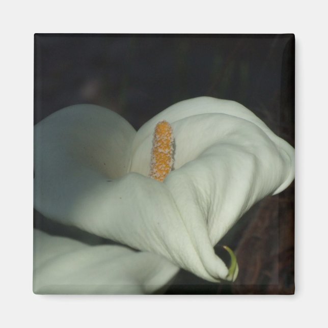 Imán Calla Lily Dawn (Frente)