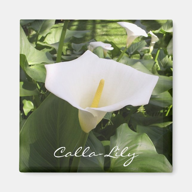 Imán Calla-Lily Magnet (Frente)