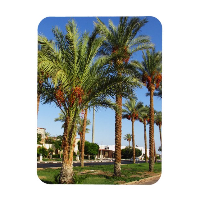 Imán Calle de palmeras datileras en la ciudad de Sharm  (Vertical)