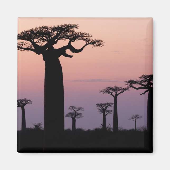 Imán Callejón de Baobabs, Madagascar, Morondava, África (Frente)