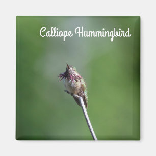 Imán Calliope Hummingbird