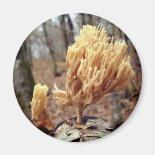 Imán Calocera viscosa Mushroom Magnet