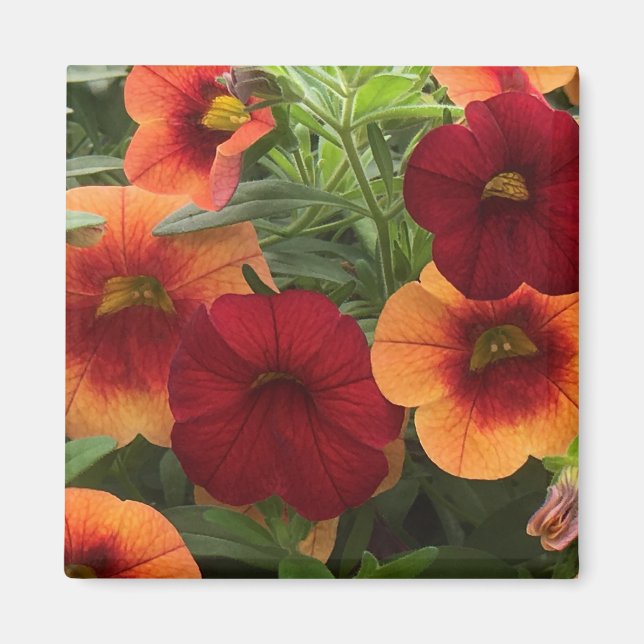 Imán Calor De La Floral Del Sol (Frente)