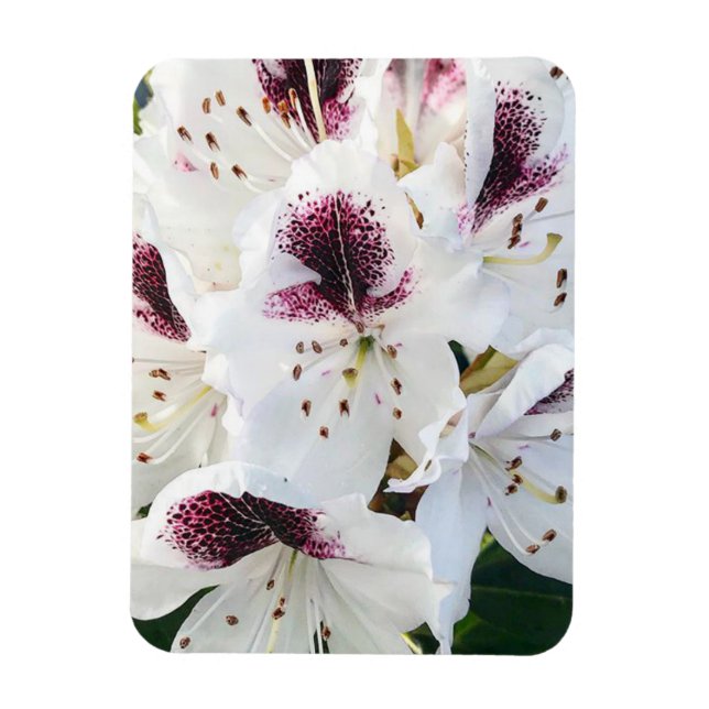 Imán Calsap Rhododendros (Vertical)