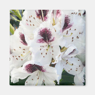 Imán Calsap Rhododendros
