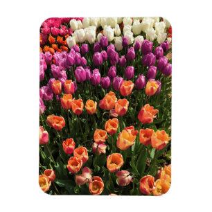Imán Cama colorida del Jardín de los Tulipanes, Oregón