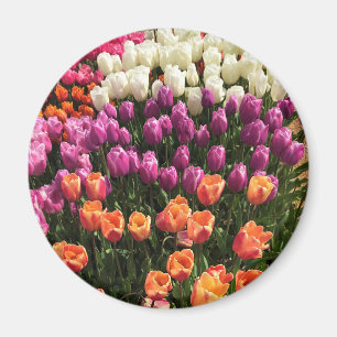Imán Cama colorida del Jardín de los Tulipanes, Oregón