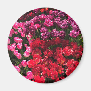 Imán Cama de jardín de tulipanes roja, púrpura y rosa,