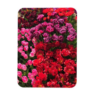 Imán Cama de jardín de tulipanes roja, púrpura y rosa,