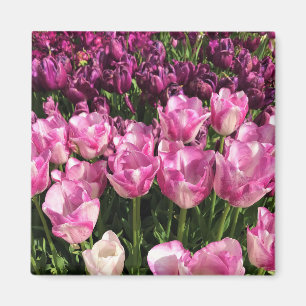 Imán Cama de jardín tulipán morado y rosa, Oregón